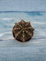 Gymnocalycium Friedrichii (Гимнокалициум)