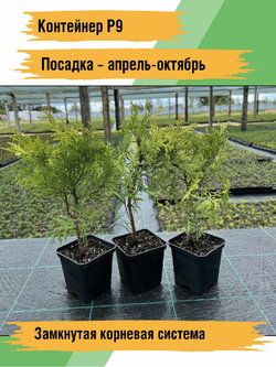 Туя западная Вудварди