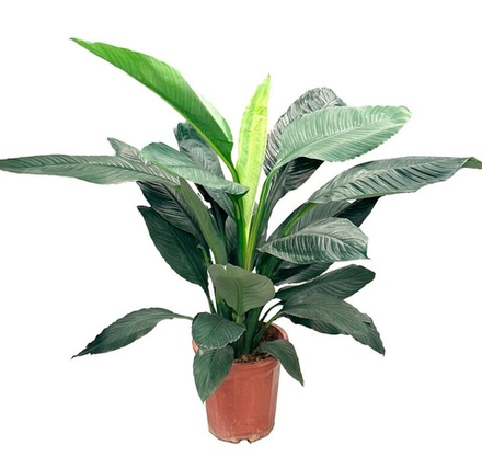 Спатифиллум Сенсейшен (без цветов)