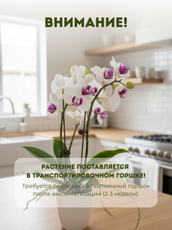 Фаленопсис белый д.9