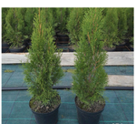 Туя западная Смарагд (ком в контейнере) 120-140