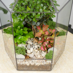 Готовый флорариум бонсай Мирсина Хижина