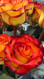 Букет микс роз 31 шт +медведь