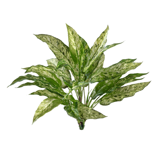 Растения Treez Collection