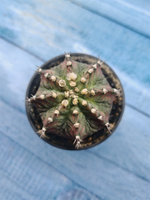 Gymnocalycium T-Rex Pink hybride (Гимнокалициум T-rex)