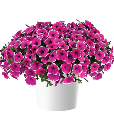 П1 Петуния CASCADIAS RIM CHERRY