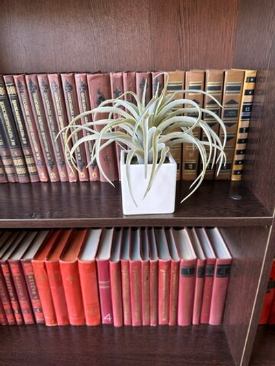 Тилландсия в белом квадратном кашпо (керамика), в-21 см, д-23 см