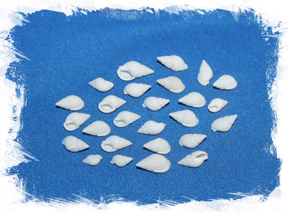 Нассариус отбеленный