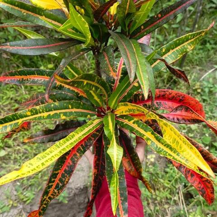 Кротон EKOR NURI