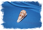 Раковина коллекционная морская Conus kinoshitai, Конус киношитай