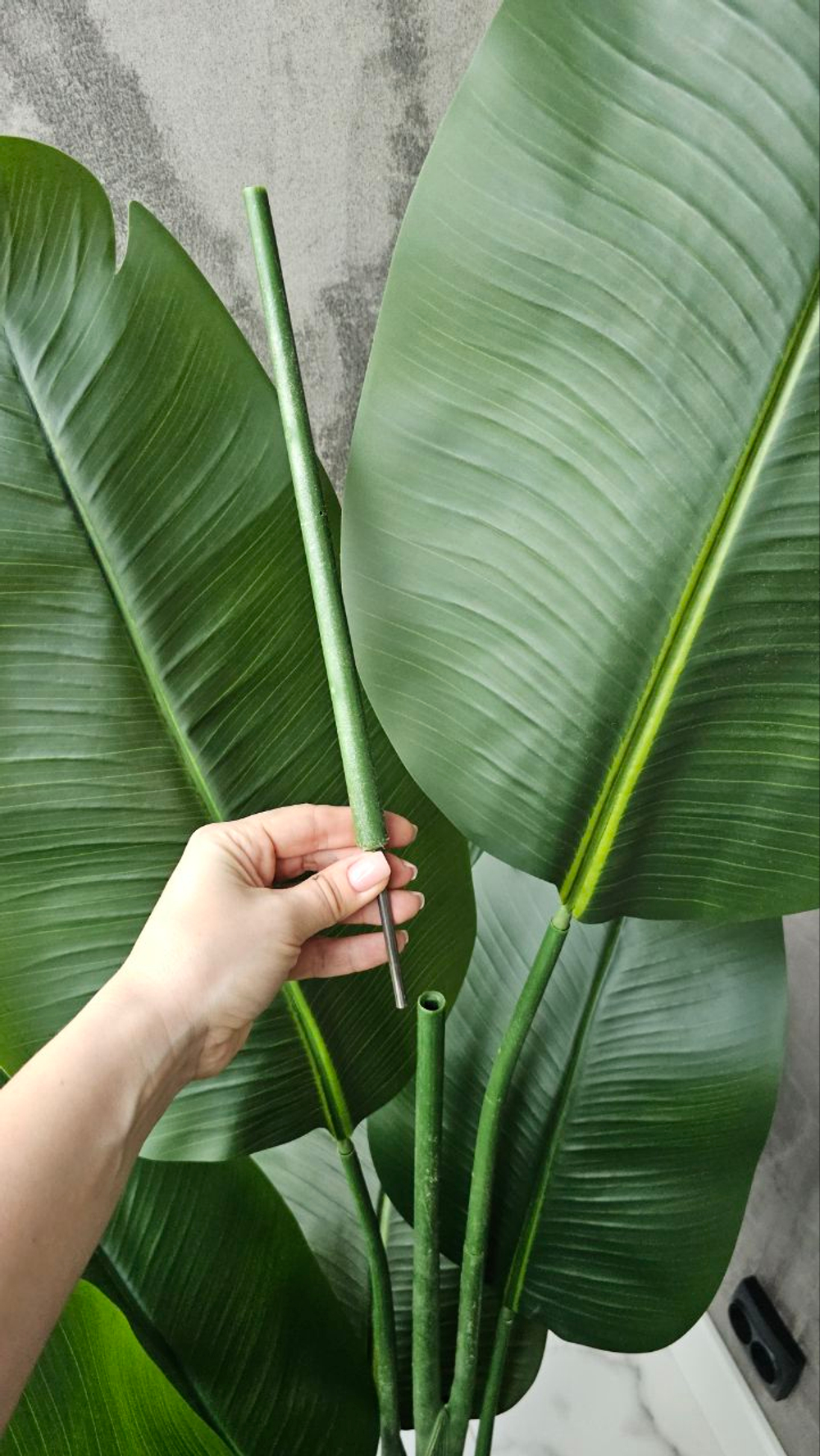 Стрелиция 180 см без кашпо / Арт 3082