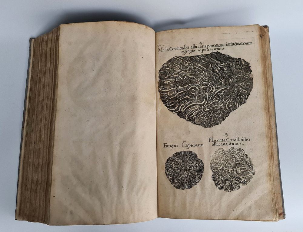 "Museum museorum, oder Vollstandige Schau-Buhne aller Materialien und Specereyen [...] aus andern Material-Kunst und Naturalien Kammern Oost und West-Indischen Reisbeschreibungen". D. Michael Bernhard Valentini. 1714 г.