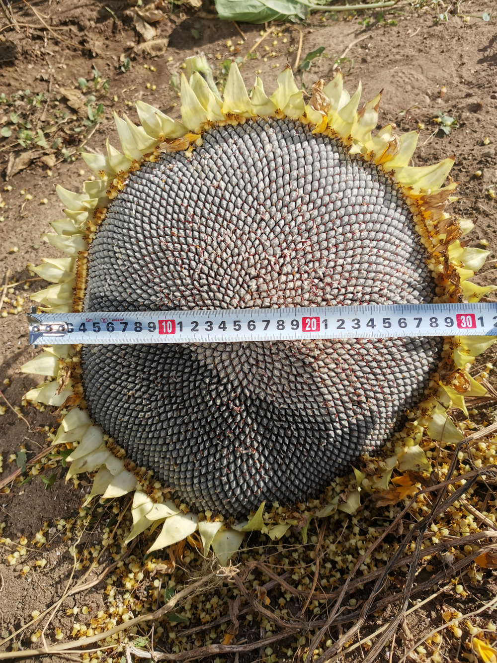 Подсолнечник - Exhibition Giant - Гигант Выставочный