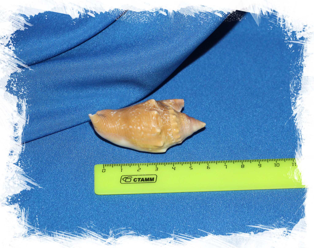 Ракушка Стромбус аурисдейн, Strombus aurisdianae размер