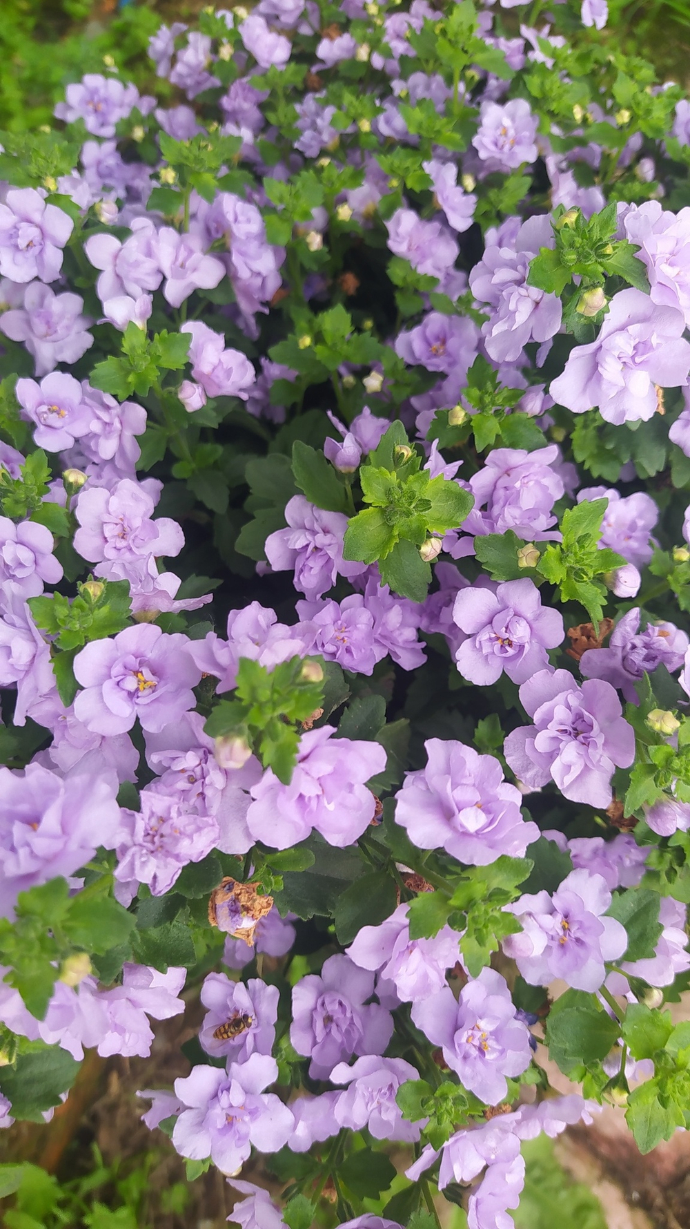 Б4 Бакопа double lavender
