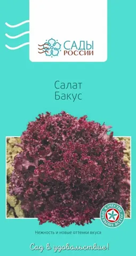 Салат красный семена