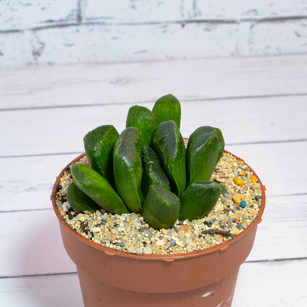 Haworthia Maughanii x Truncata (Хавортия)