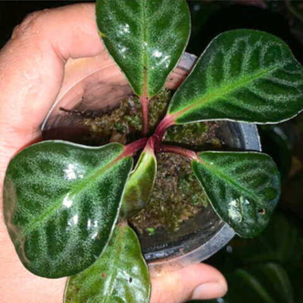 Ардизия NGABANG