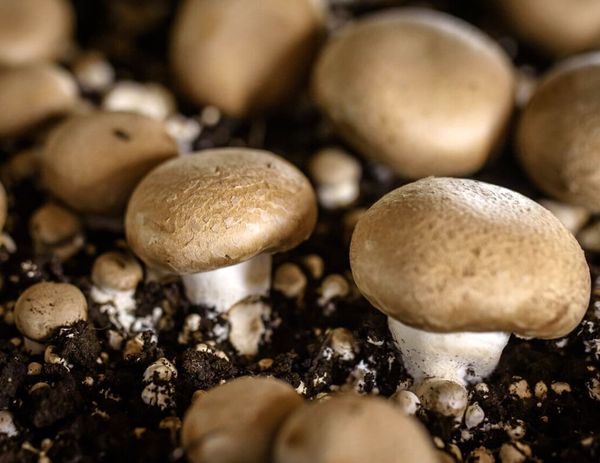 Вкусные, сытные, полезные… Шампиньоны при диабете.