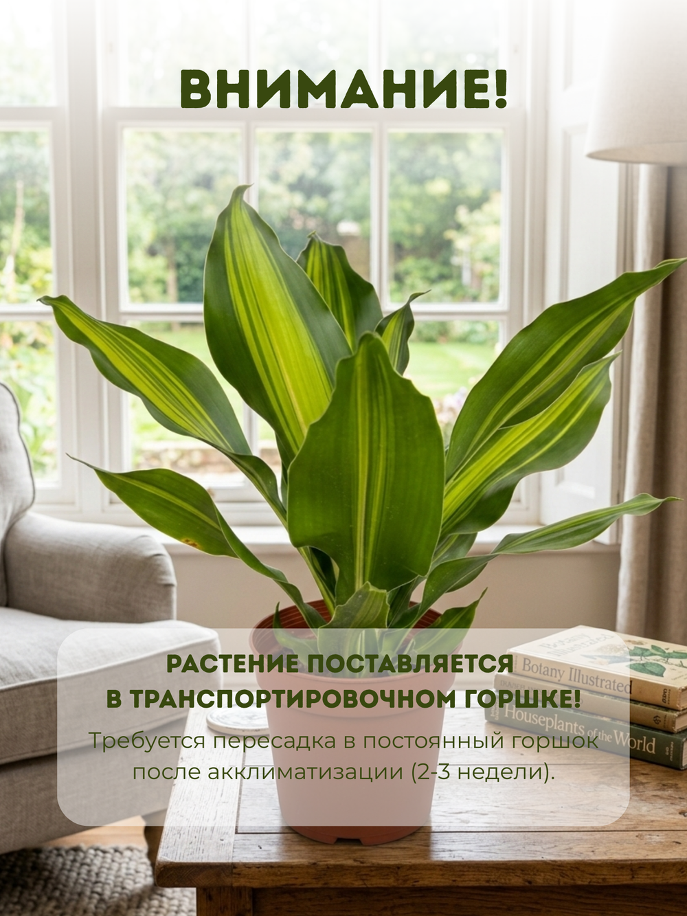 Драцена узколистная Golden Heart д.9