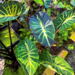 Колоказия FORTUNE STAR