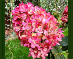 Гортензия метельчатая Граффити (Hydrangea paniculata `Graffiti`)