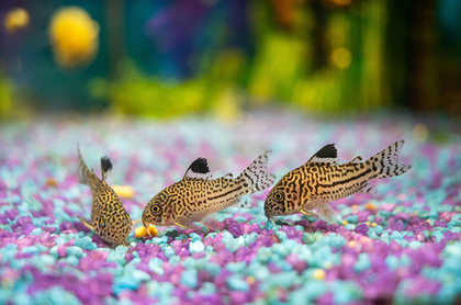 Коридорас Юлии