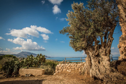 Оливковое масло BARBERA ,"Biancolilla " , 750 мл Италия