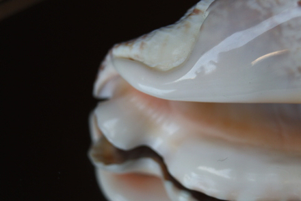 Ракушка Стромбус Ранинус (Lobatus raninus)