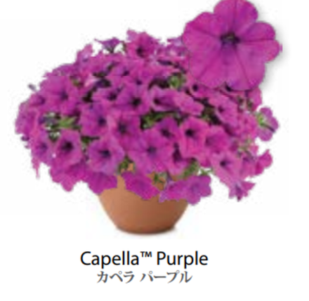 ЕВРО Petunia Capella Purple укорененный черенок середина декабря 25