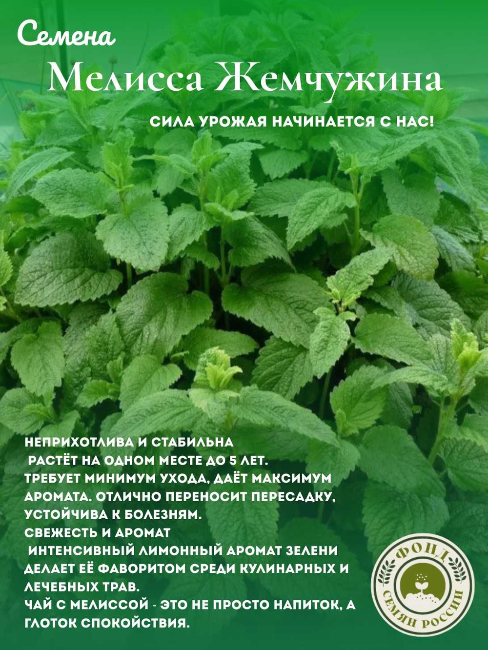 Мелисса Лекарственная, Жемчужина, Семена 0,1 гр.