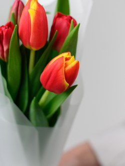 Тюльпаны микс