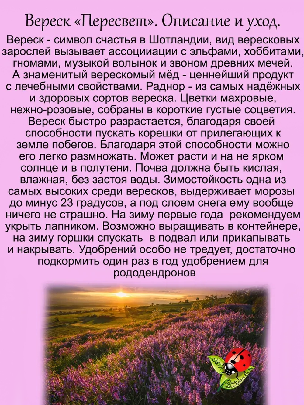 Вереск Пересвет зимостойкий