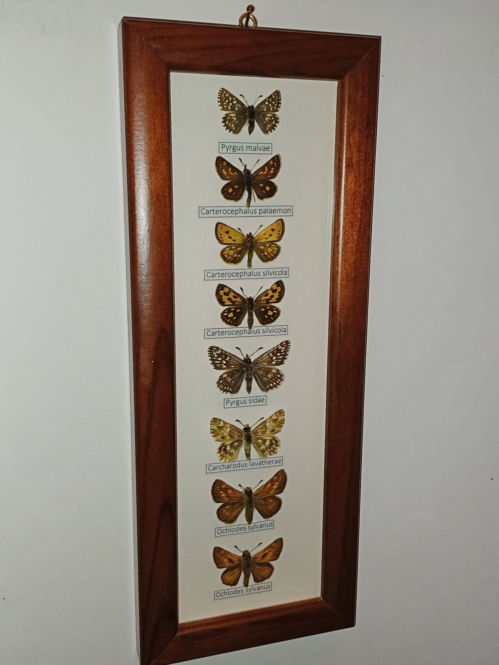 Бабочки Толстоголовки в рамке