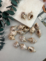 Подвеска ракушка, 30*35 мм, 2 штуки