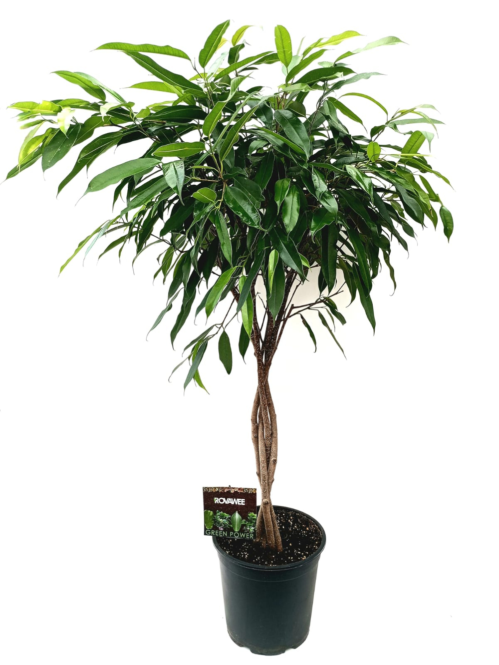 Фикус "Amstel King"