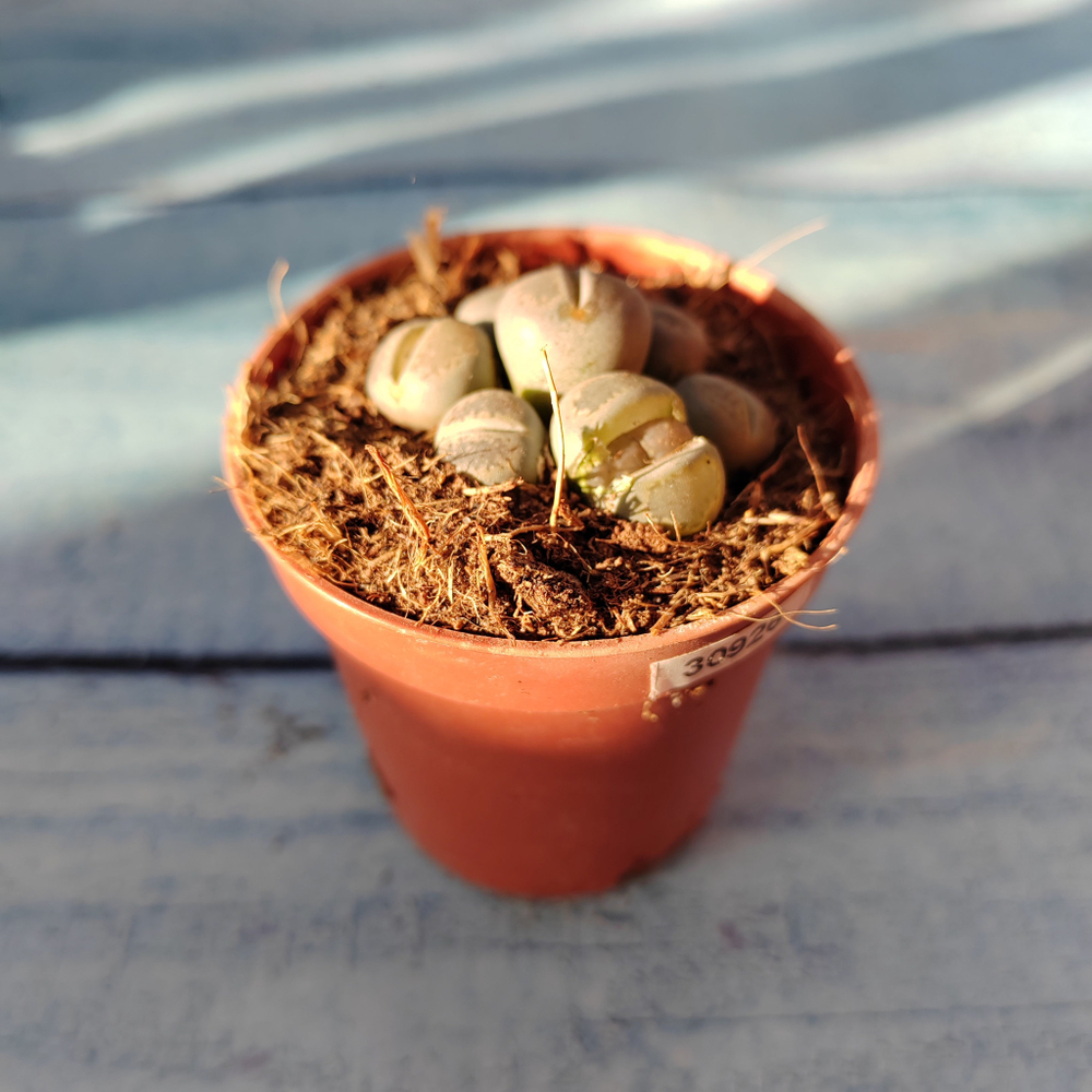 Lithops sp. (Литопсы)