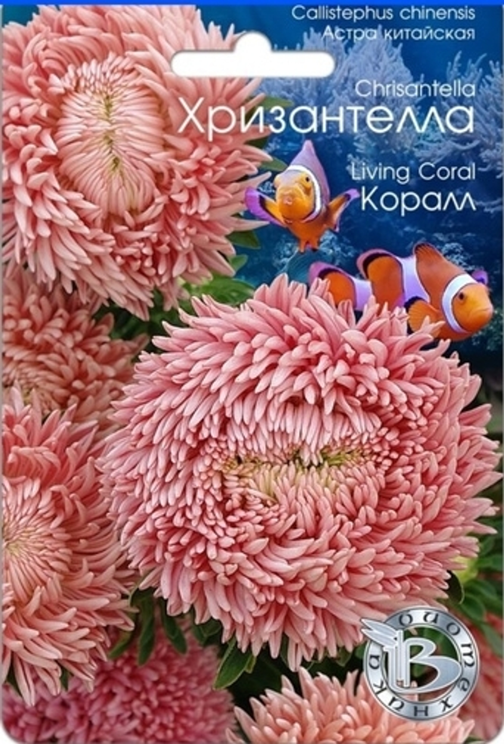 Астра Хризантелла Коралл