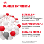 Royal Canin Maxi Adult Корм сухой для взрослых собак крупных размеров от 15 месяцев до 5 лет 3 кг