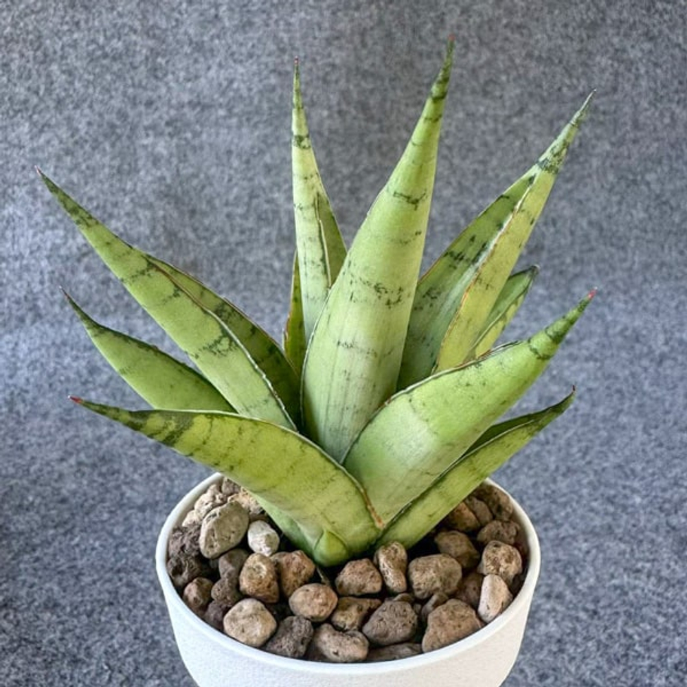 Сансевиерия SILENT SONG