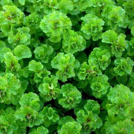 Пряные травы