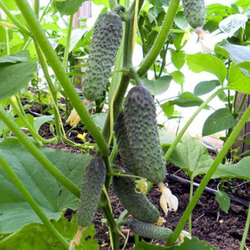 Cемена огурца Пасалимо F1, Syngenta, 7 шт.