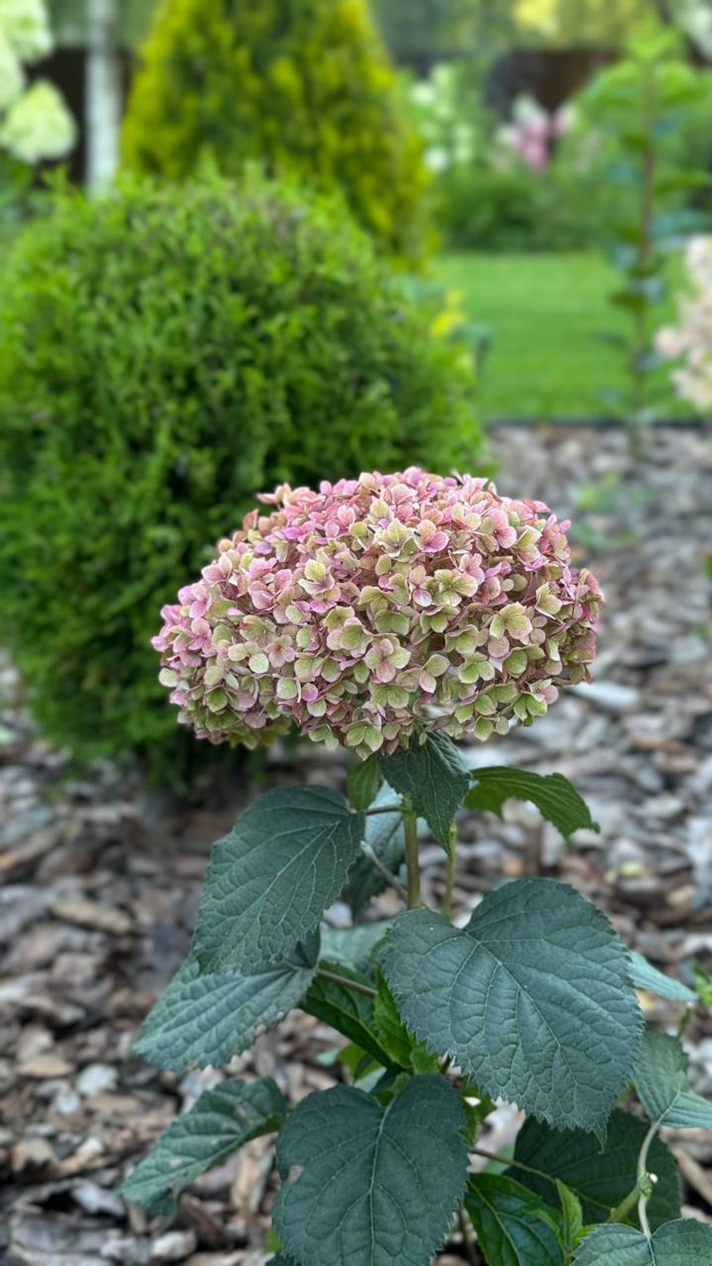 Гортензия древовидная Белла Рагацца Муветта С3 фирменный Закупка М38