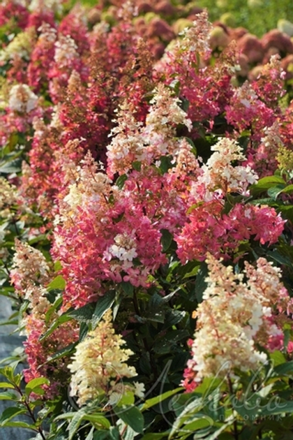 Гортензия метельчатая Candlelight