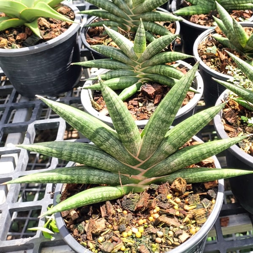 Сансевиерия CRAZY CRAB FAT