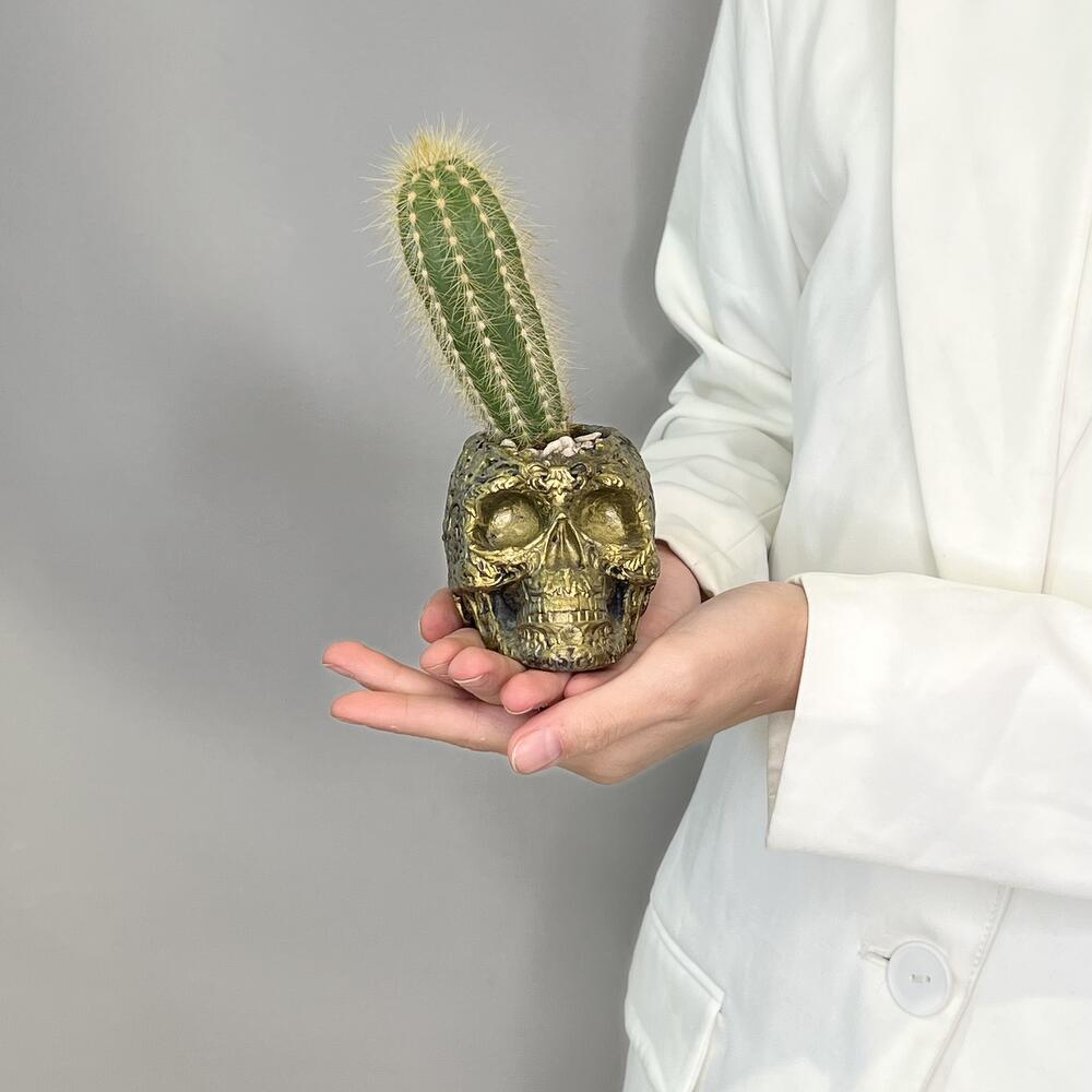 Кактус «Черепушка»