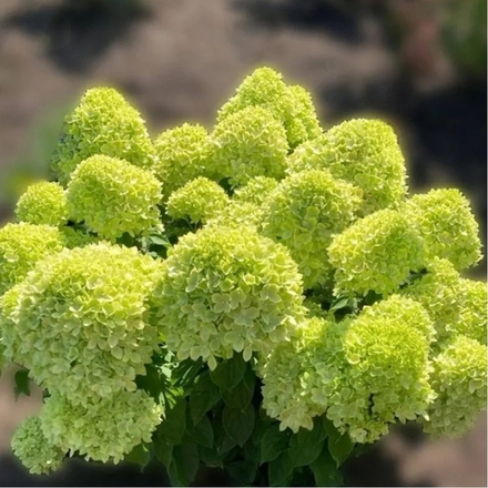 Little Apple («Литл Эйпл»)   Гортензия метельчатая,  Р9