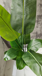 Стрелиция 150 см без кашпо / Арт 3081