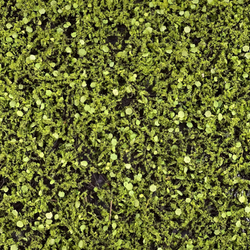 Панель мох с мюленбекией на резиновой основе 50Х50 см.