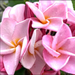 Плюмерия SEXY PINK